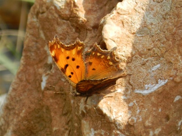 Polygonia egea